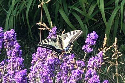 <i>Papilio machaon</i>