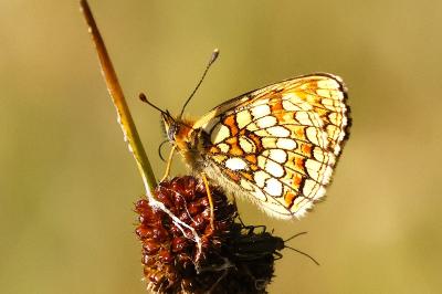 <i>Melitaea athalia</i>