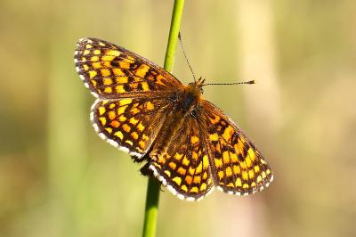 <i>Melitaea athalia</i>