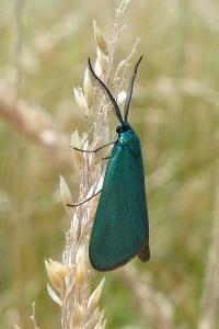 <i>Jordanita globulariae</i>