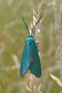 <i>Jordanita globulariae</i>