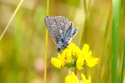 <i>Polyommatus icarus</i>