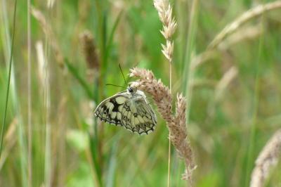 <i>Melanargia galathea</i>