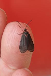 <i>Aglaope infausta</i>