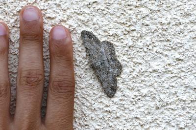 <i>Hypomecis punctinalis</i>