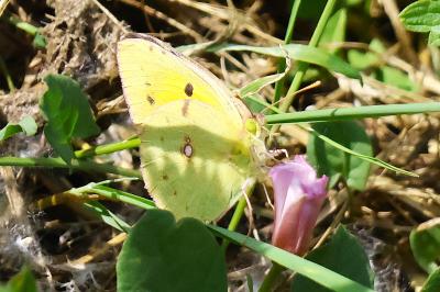 <i>Colias crocea</i>