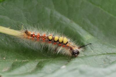 <i>Orgyia antiqua</i>