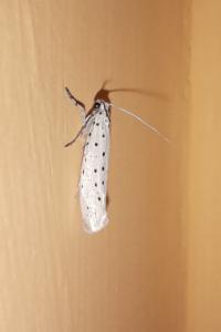 <i>Yponomeuta</i>