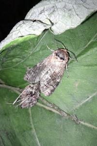 <i>Cossus cossus</i>