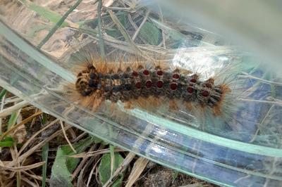 <i>Lymantria dispar</i>