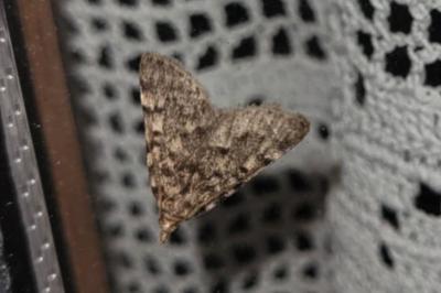 <i>Aglossa pinguinalis</i>