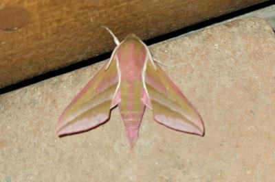 <i>Deilephila elpenor</i>