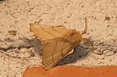 <i>Malacosoma neustria</i>
