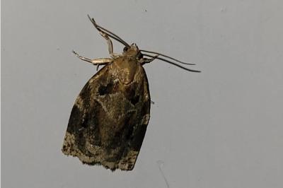 <i>Archips xylosteana</i>