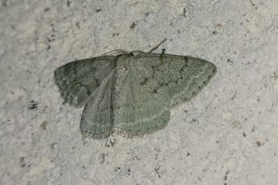 <i>Pseudoterpna pruinata</i>