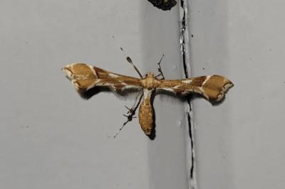 <i>Cnaemidophorus rhododactylus</i>