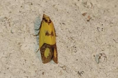 <i>Agapeta zoegana</i>