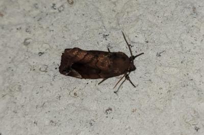 <i>Cosmia pyralina</i>