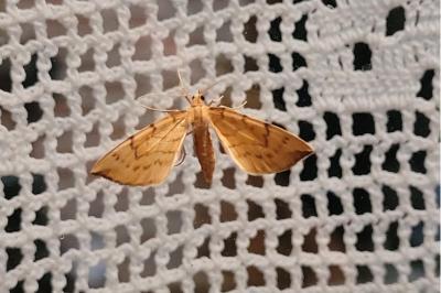 <i>Gandaritis pyraliata</i>