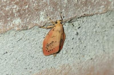 <i>Miltochrista miniata</i>