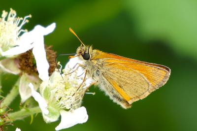 <i>Thymelicus sylvestris</i>