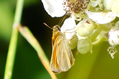 <i>Thymelicus lineola</i>