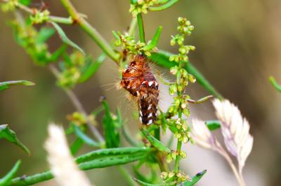 <i>Acronicta rumicis</i>