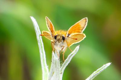 <i>Thymelicus sylvestris</i>