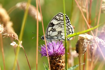 <i>Melanargia galathea</i>