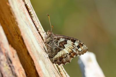 <i>Brintesia circe</i>