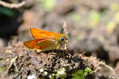 <i>Thymelicus sylvestris</i>