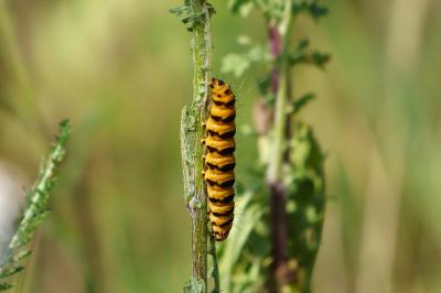 <i>Tyria jacobaeae</i>