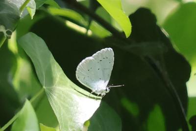 <i>Celastrina argiolus</i>