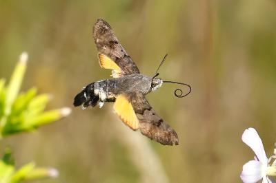 <i>Macroglossum stellatarum</i>