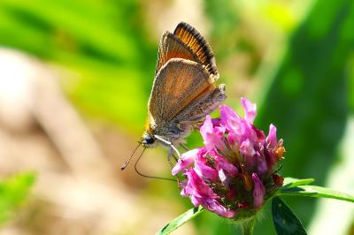 <i>Thymelicus sylvestris</i>