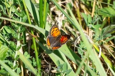 <i>Lycaena phlaeas</i>