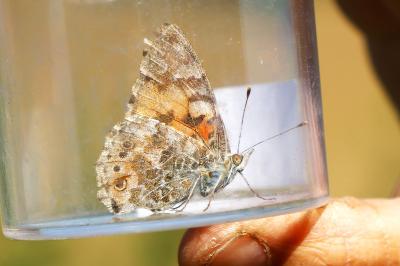 <i>Vanessa cardui</i>