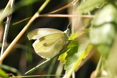 <i>Pieris rapae</i>