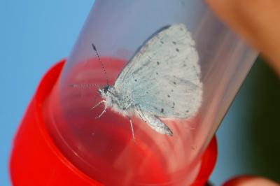 <i>Celastrina argiolus</i>