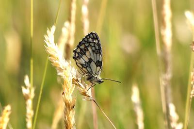 <i>Melanargia galathea</i>