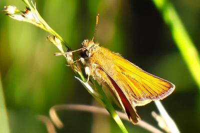 <i>Thymelicus sylvestris</i>