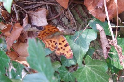 <i>Polygonia c-album</i>