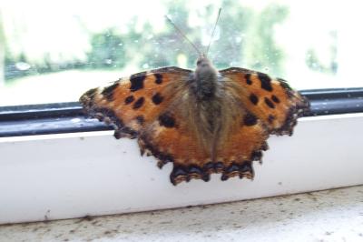 <i>Nymphalis polychloros</i>