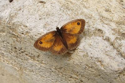 <i>Pyronia tithonus</i>