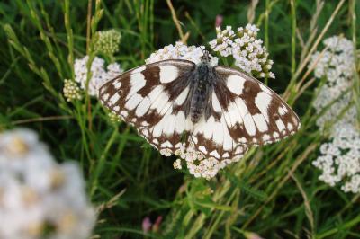 <i>Melanargia galathea</i>