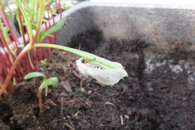 <i>Diaphora mendica</i>