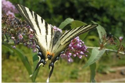 <i>Iphiclides podalirius</i>