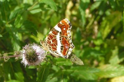 <i>Araschnia levana</i>