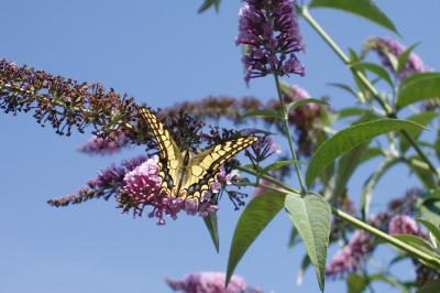 <i>Papilio machaon</i>