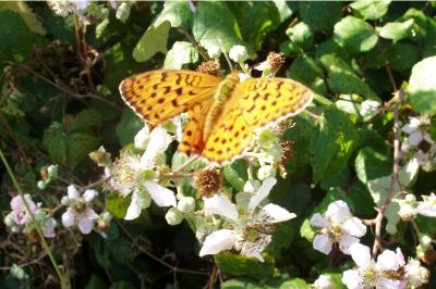 <i>Brenthis daphne</i>